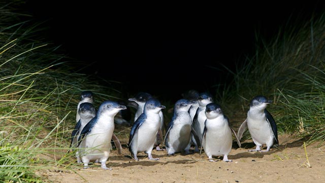 penguins-on-beach-PINP1