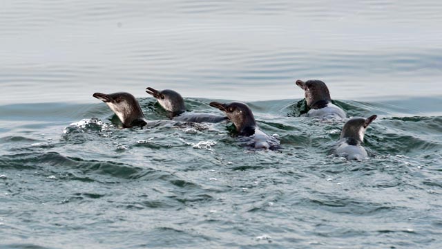 penguins-swimming-dp